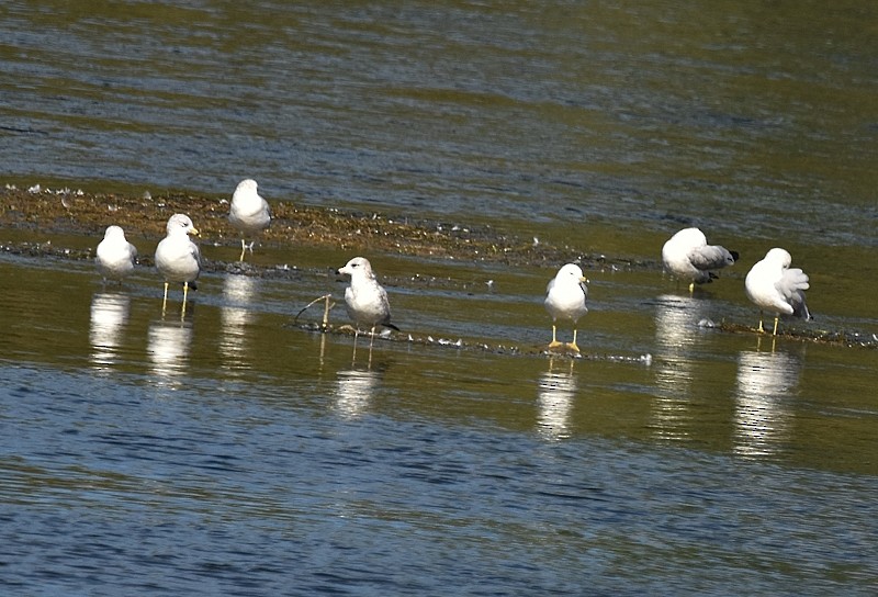 Ring-billed Gull - ML642109947