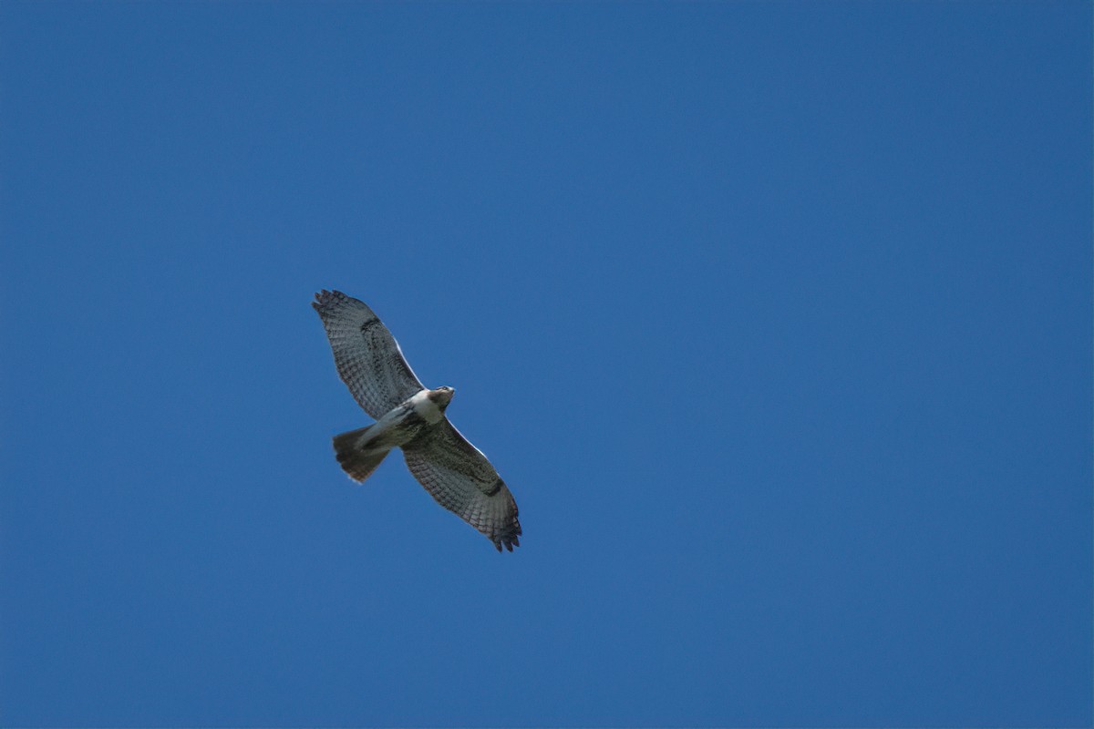 Red-tailed Hawk - ML642109948