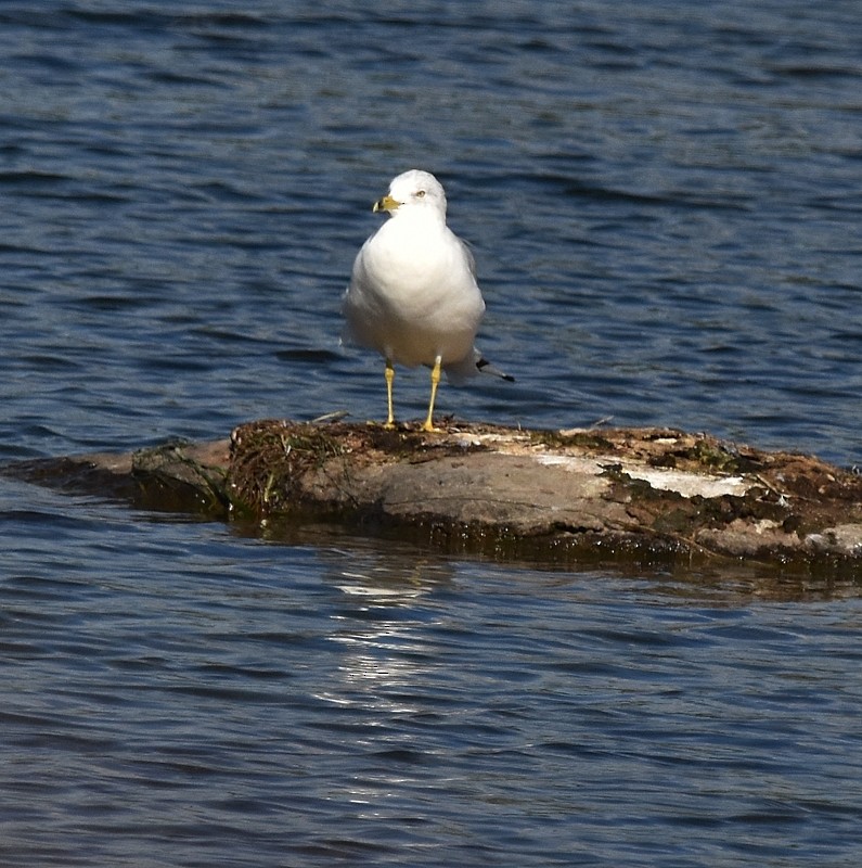 Ring-billed Gull - ML642109949