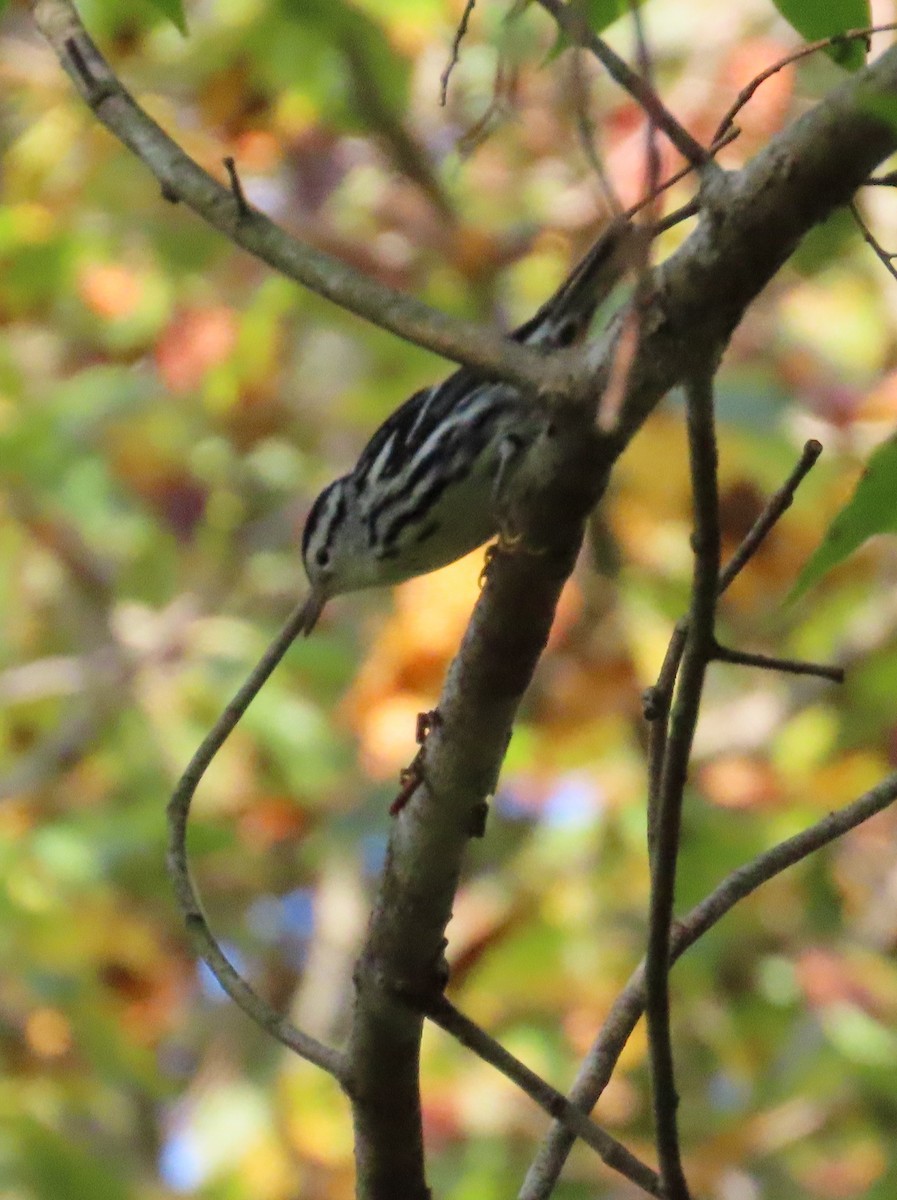Black-and-white Warbler - ML642109951