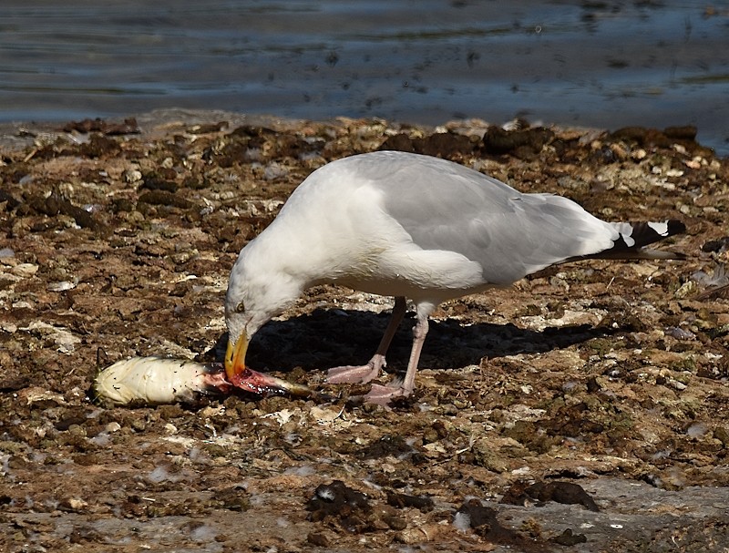 American Herring Gull - ML642109952