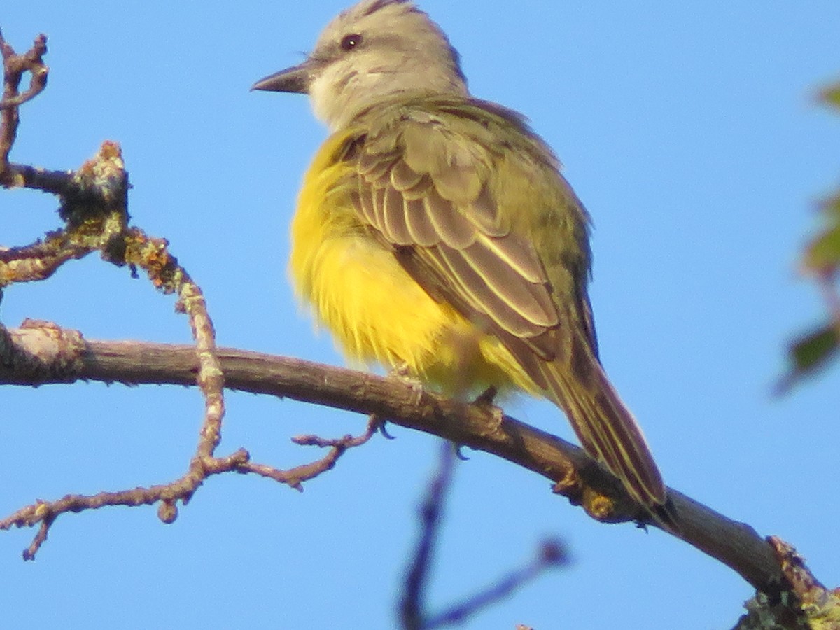 Couch's Kingbird - ML642109959
