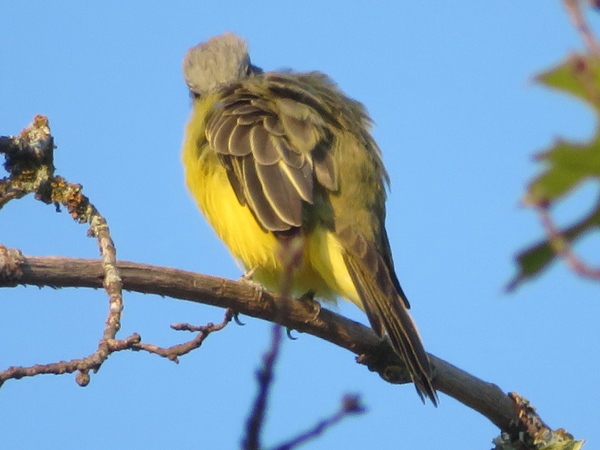 Couch's Kingbird - ML642109960