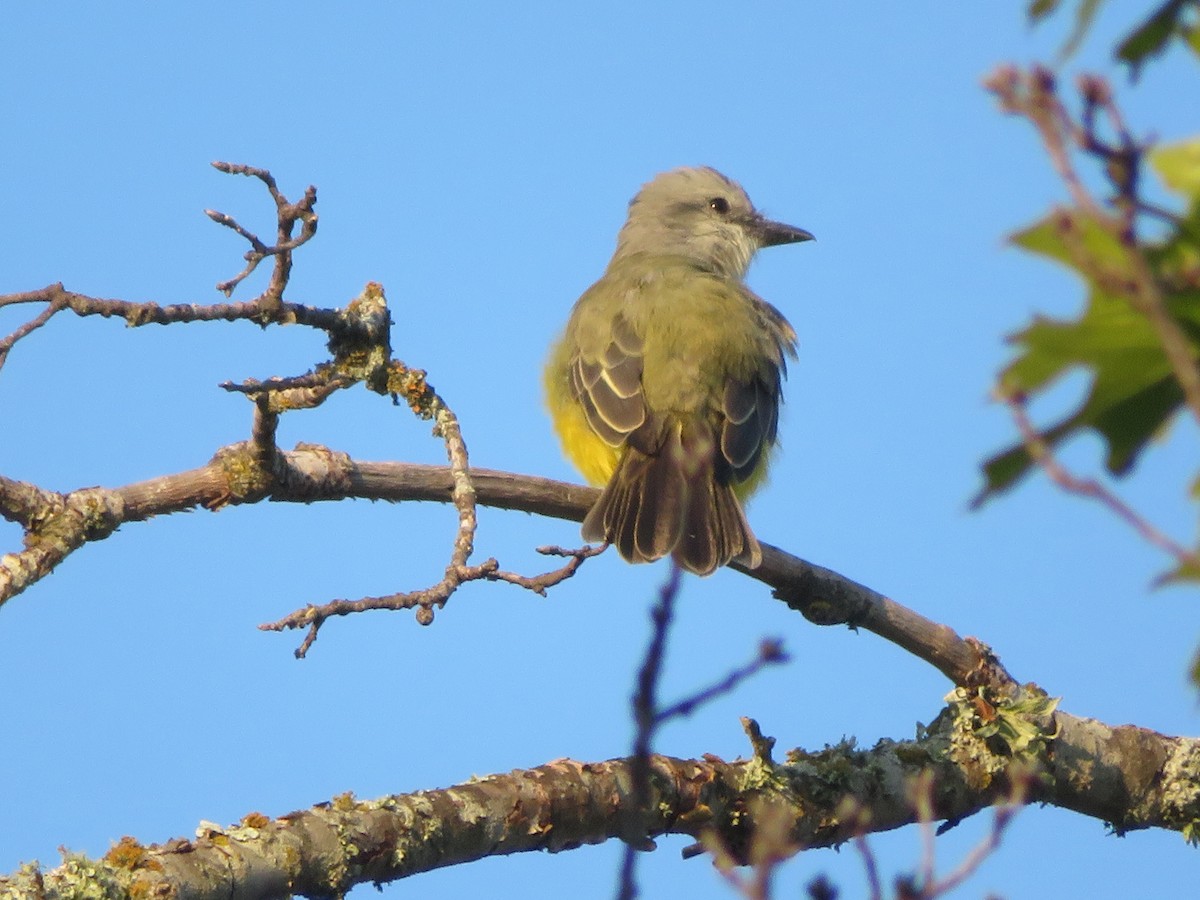Couch's Kingbird - ML642109961