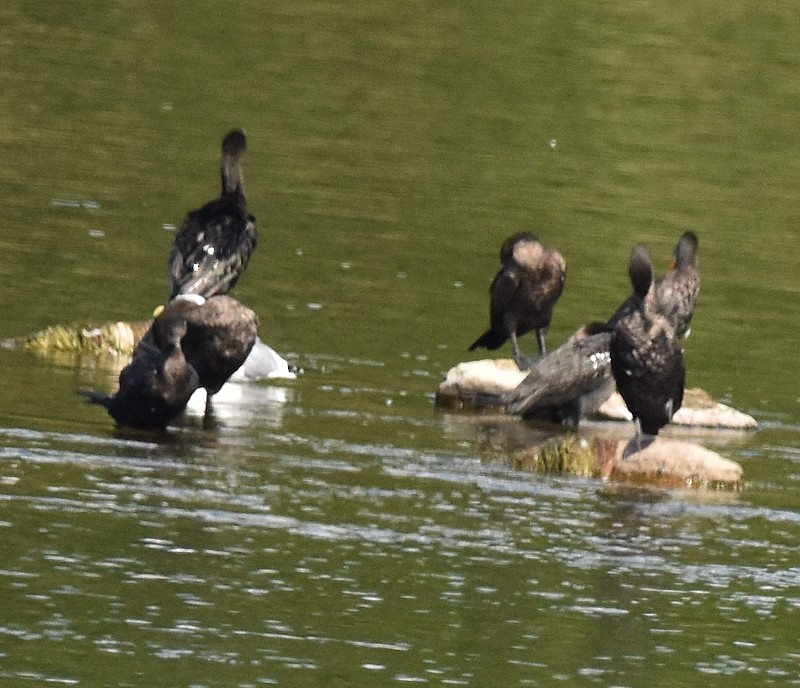 Double-crested Cormorant - ML642109962