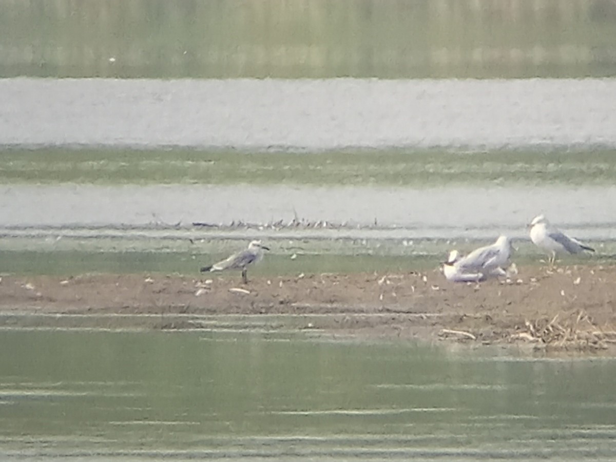 Laughing Gull - ML642109966