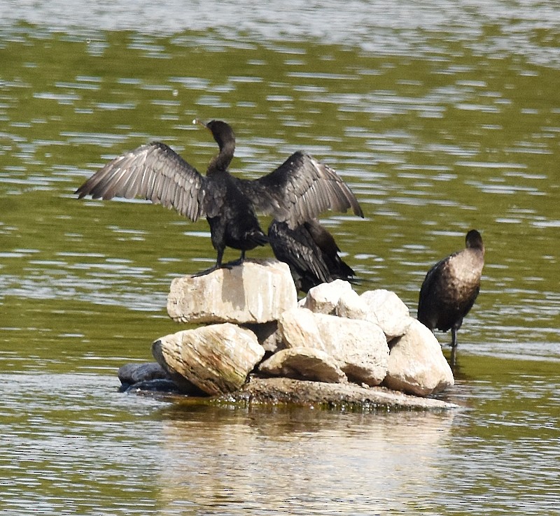 Double-crested Cormorant - ML642109967