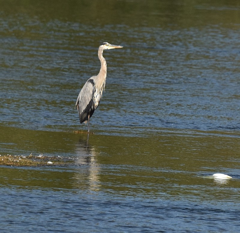 Great Blue Heron - ML642109968
