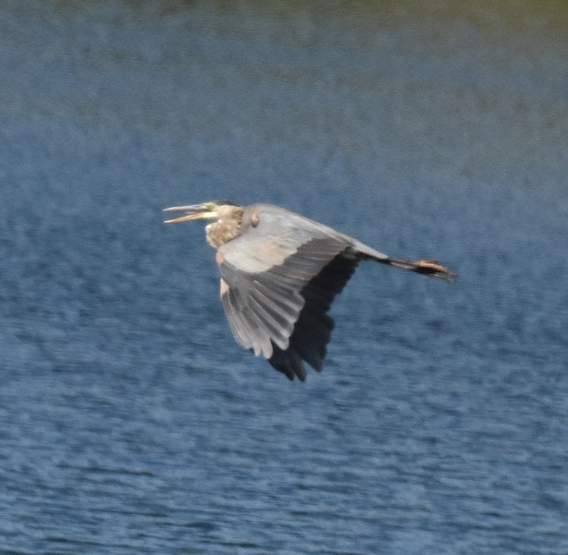Great Blue Heron - ML642109969