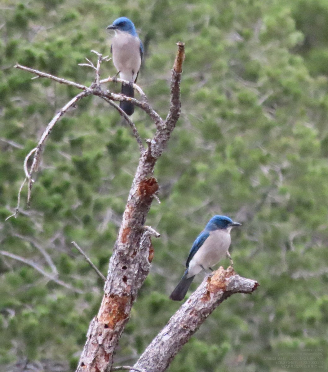 Mexican Jay - ML642109970