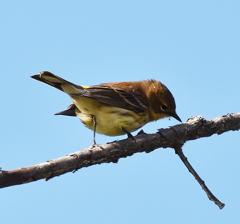 Yellow-rumped Warbler - ML642109974