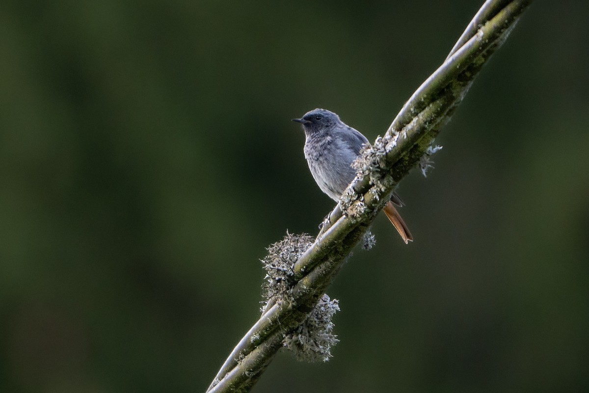 Black Redstart - ML642109975