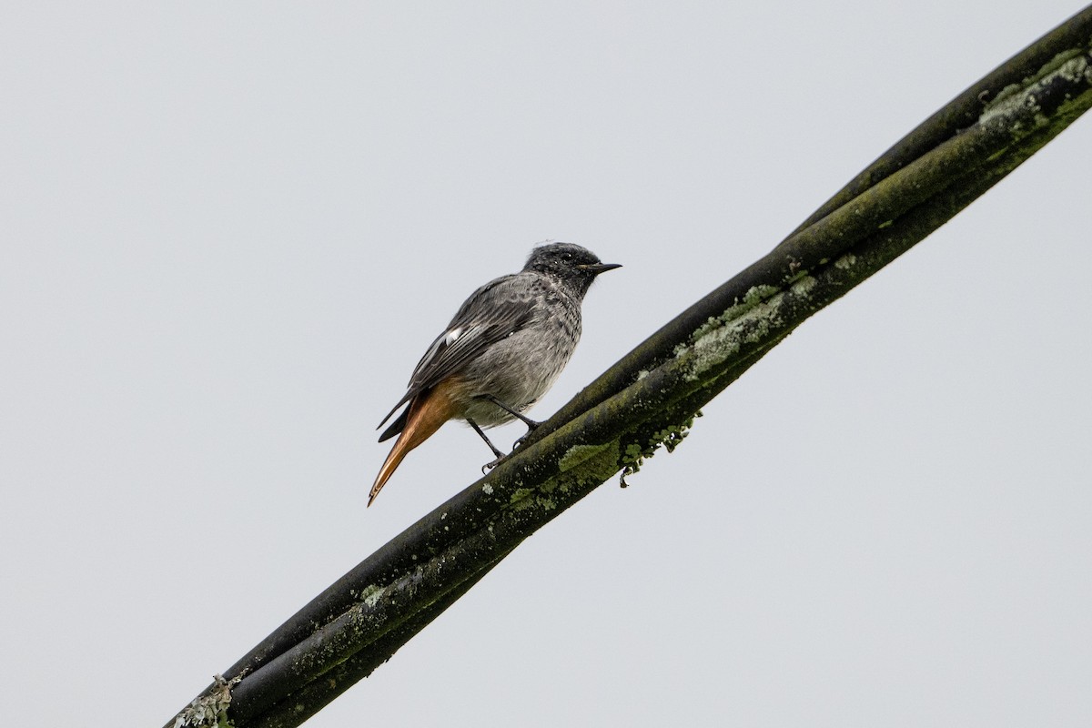 Black Redstart - ML642109976