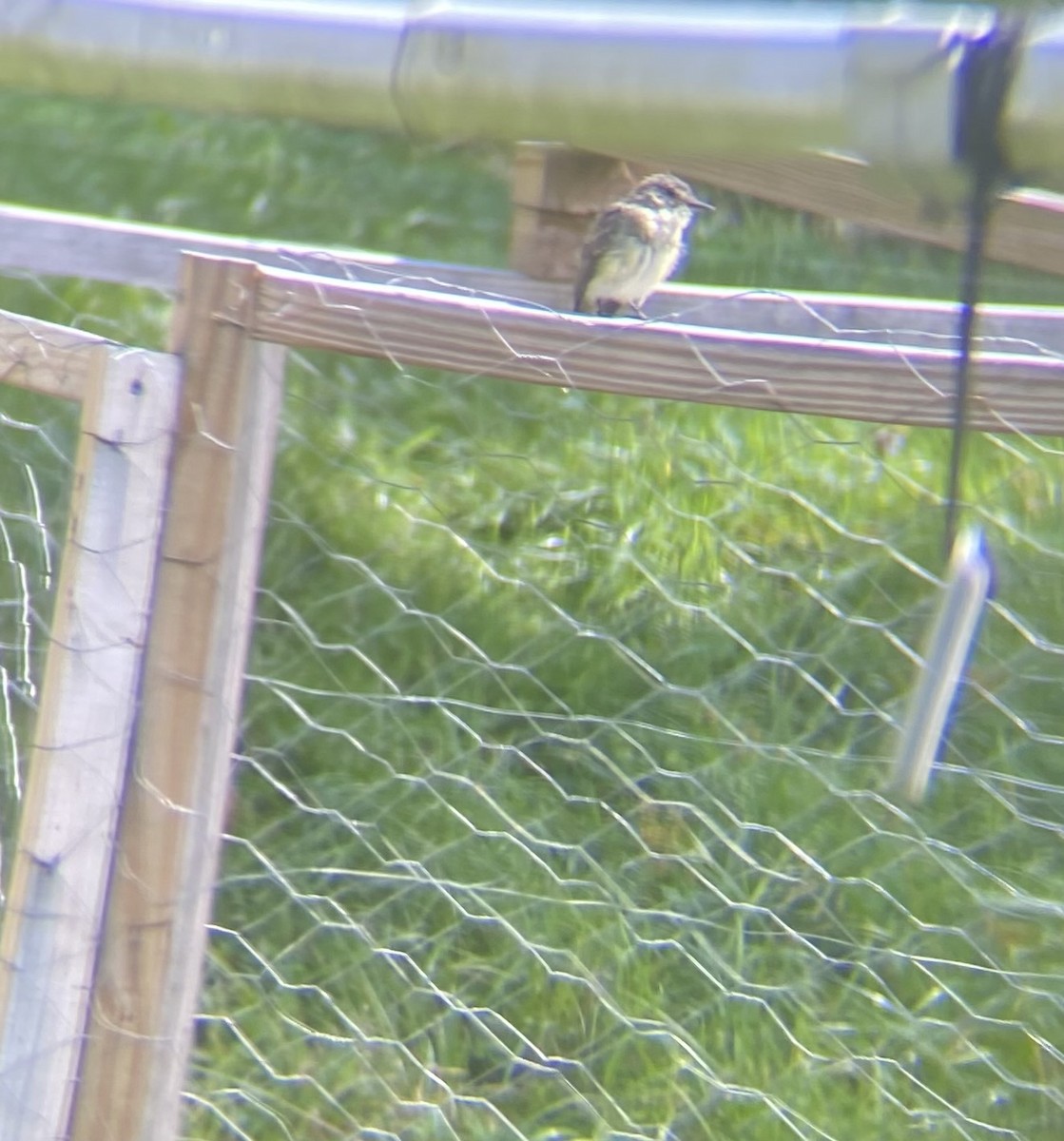 Eastern Phoebe - ML642109990