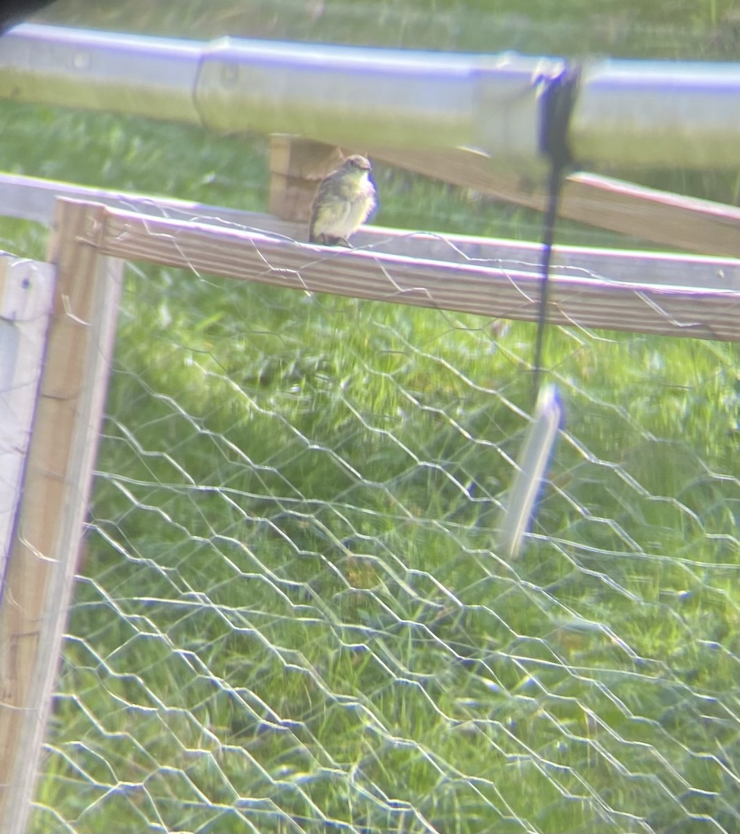 Eastern Phoebe - ML642109991