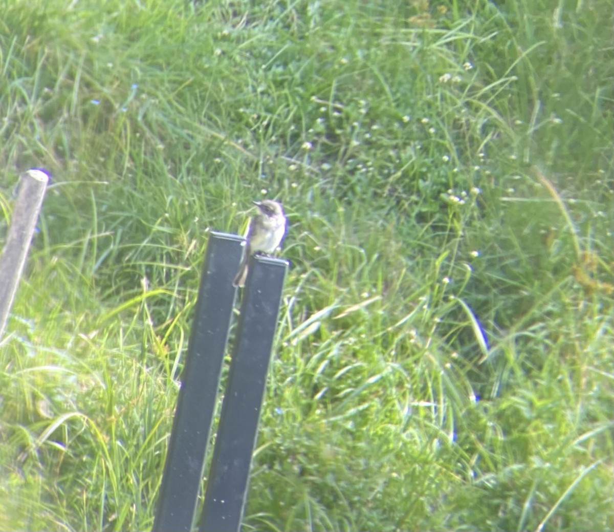 Eastern Phoebe - ML642109992