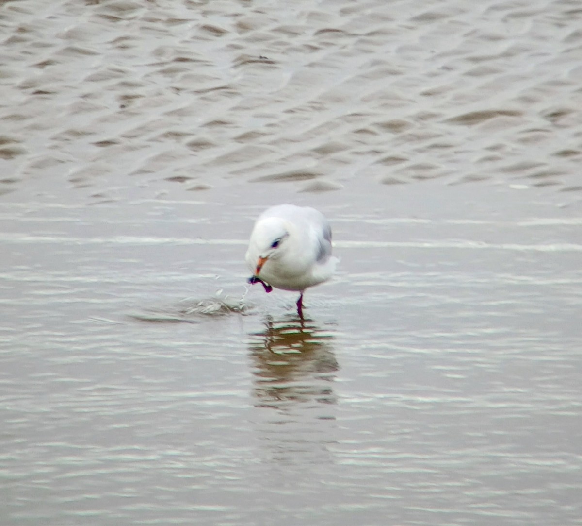 Mediterranean Gull - ML642110000