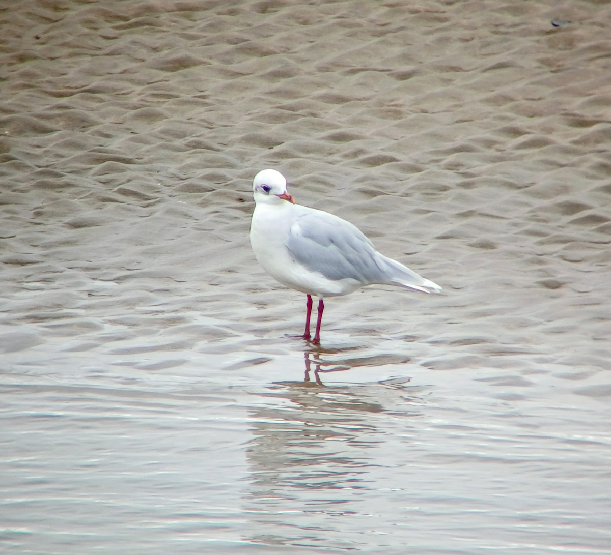 Mediterranean Gull - ML642110002
