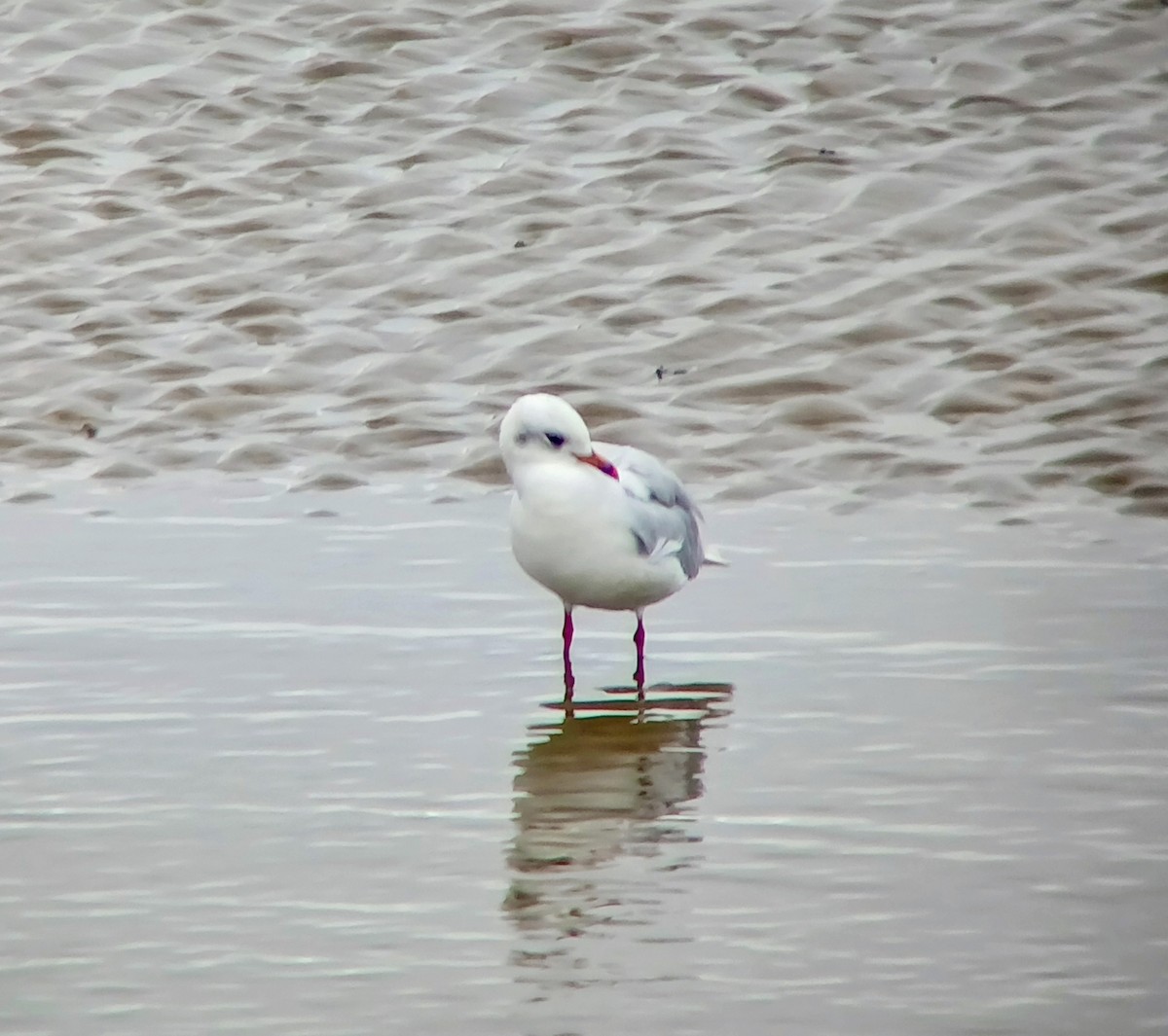 Mediterranean Gull - ML642110005