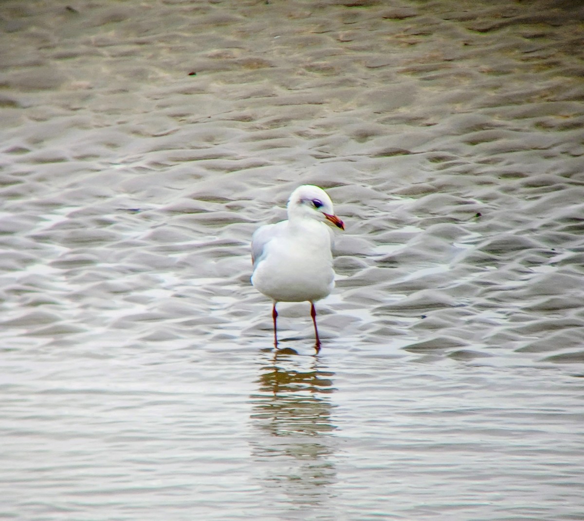 Mediterranean Gull - ML642110006