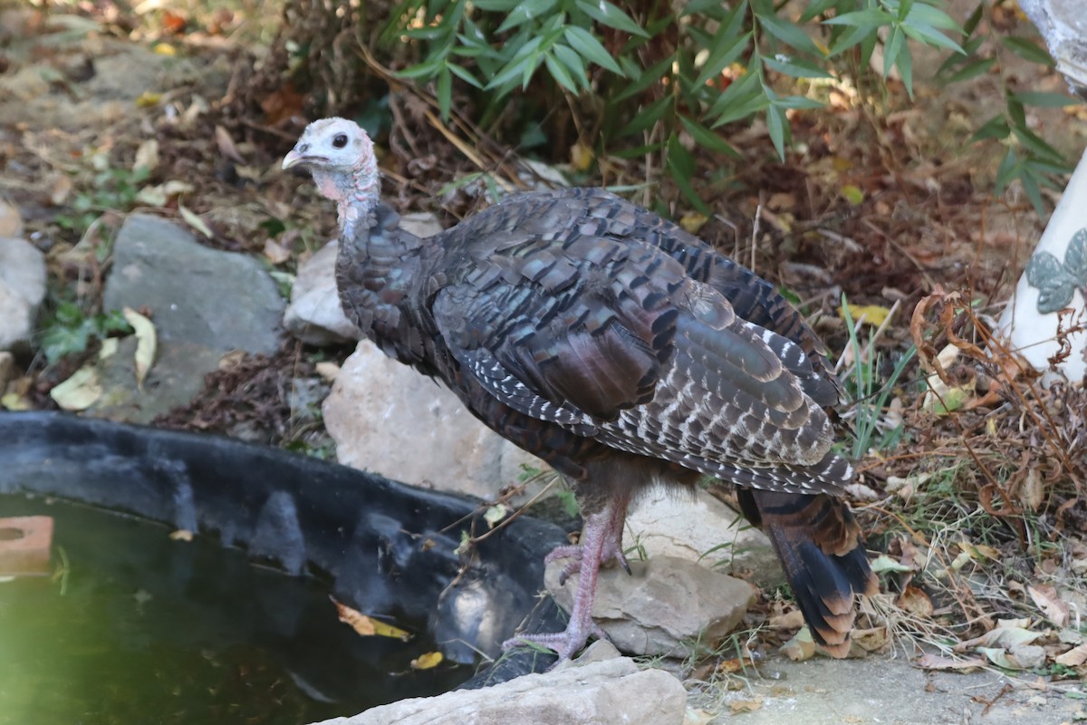 シチメンチョウ - ML642110013