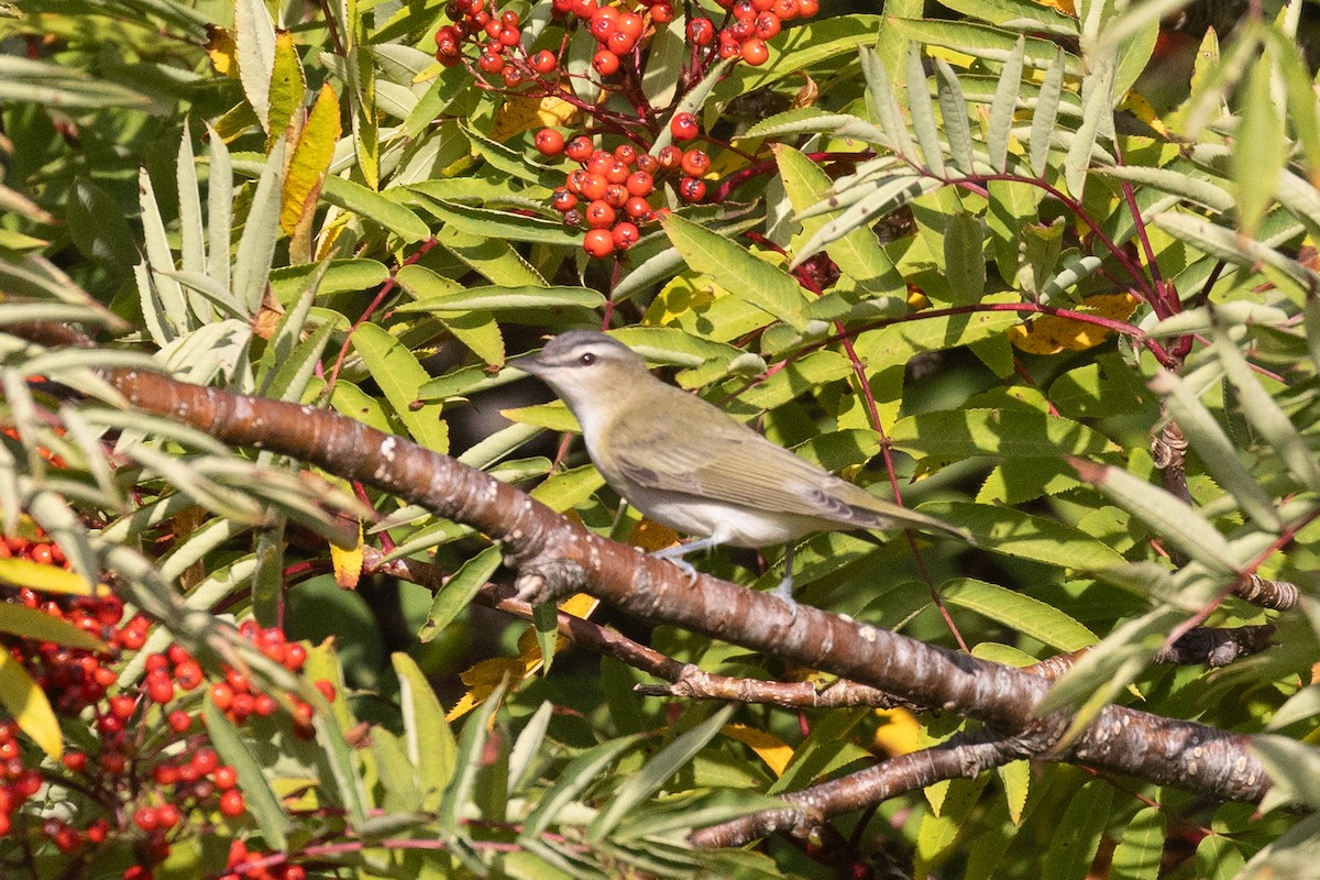 Red-eyed Vireo - ML642110014