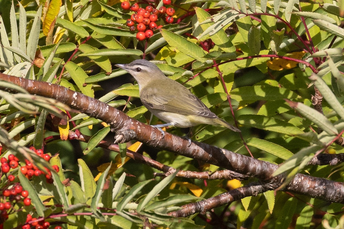 Red-eyed Vireo - ML642110016
