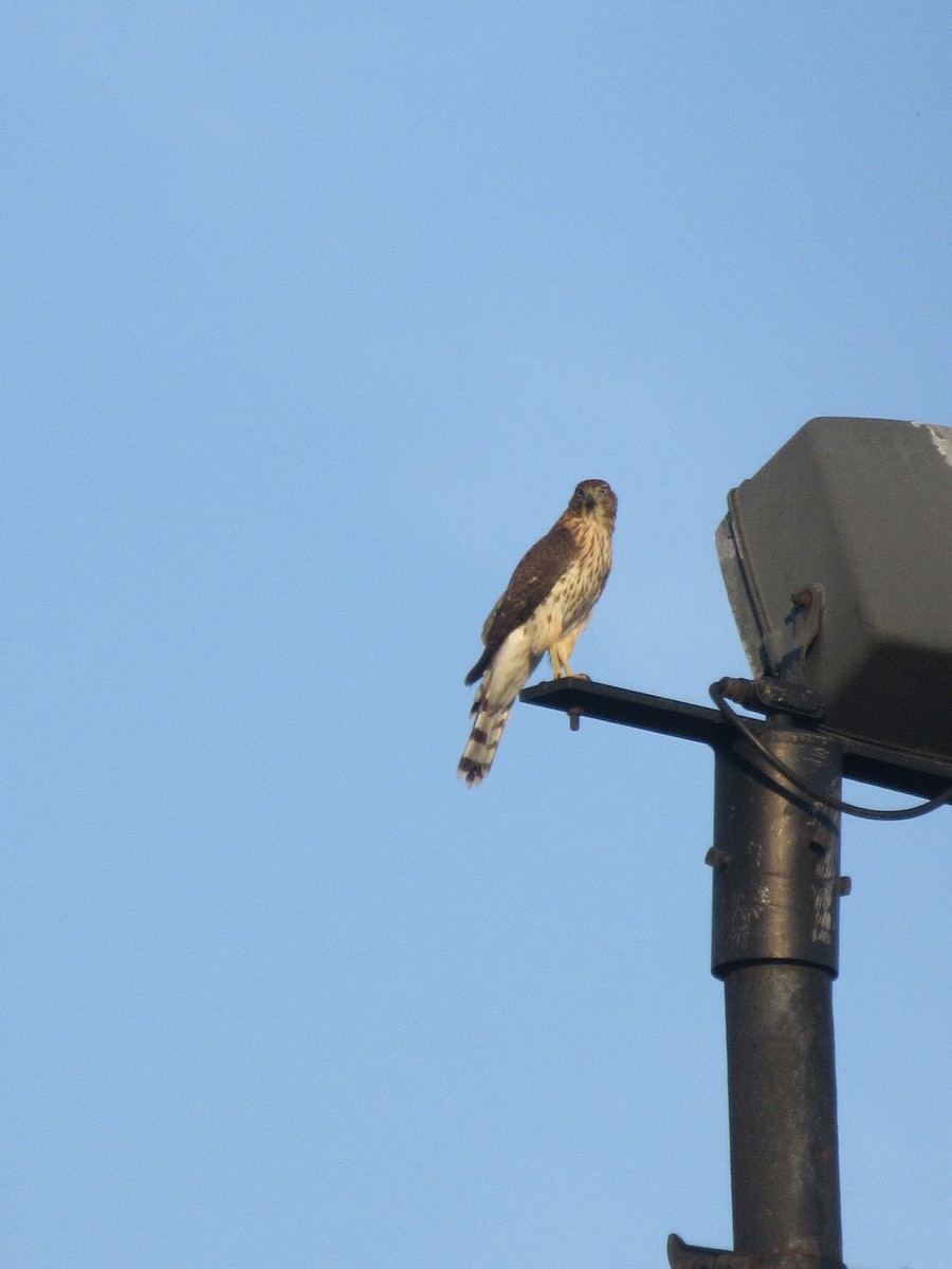 Cooper's Hawk - ML642110017