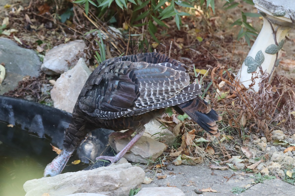 シチメンチョウ - ML642110026