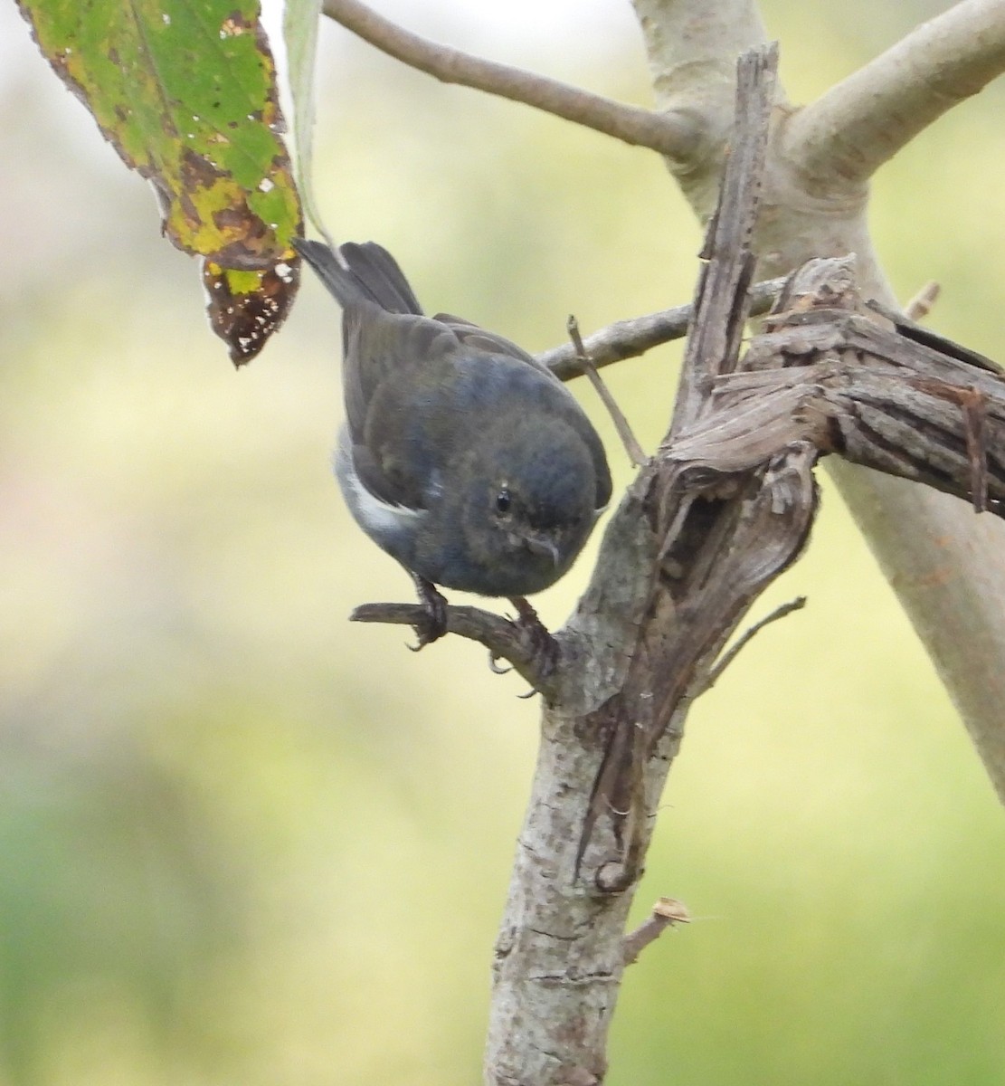 White-sided Flowerpiercer - ML642110044