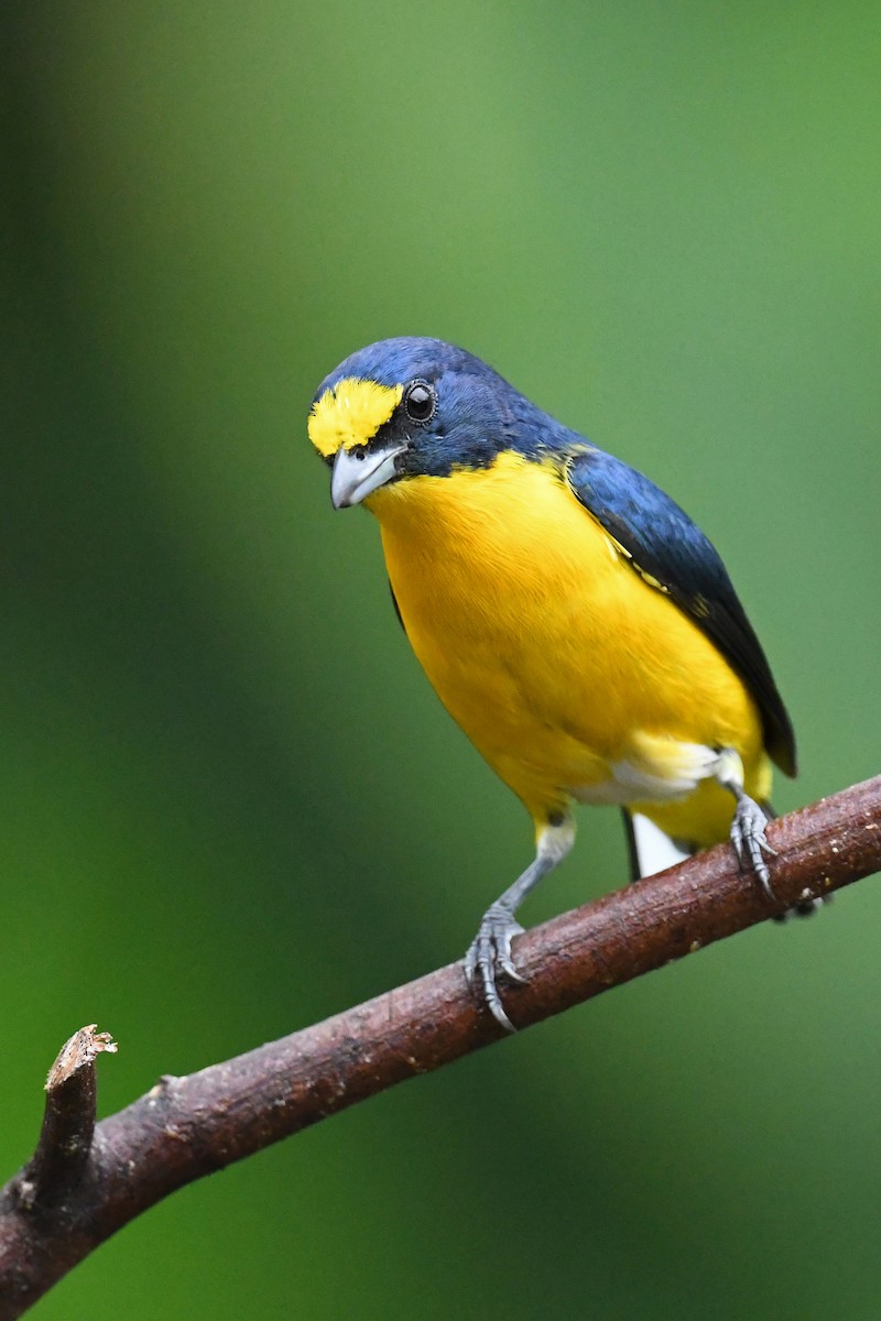 Yellow-throated Euphonia - ML642110049
