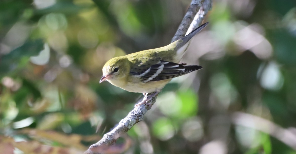 Bay-breasted Warbler - ML642110051