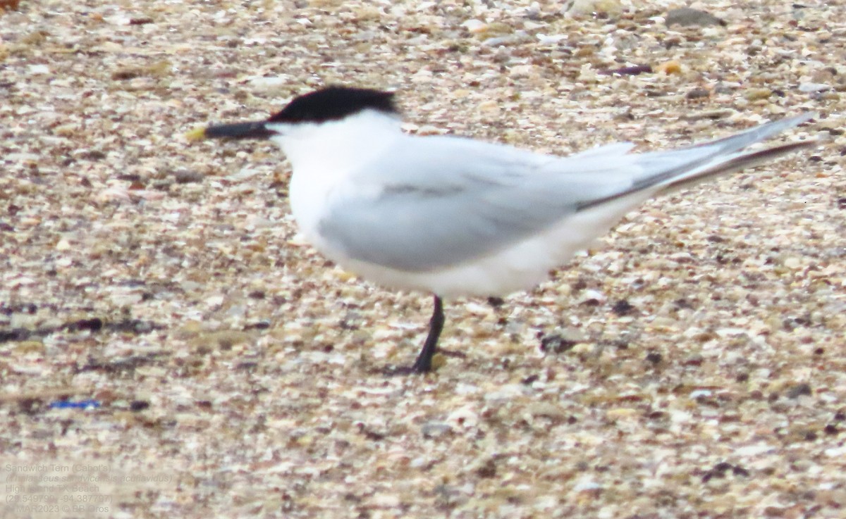 Sandwich Tern (Cabot's) - ML642110052
