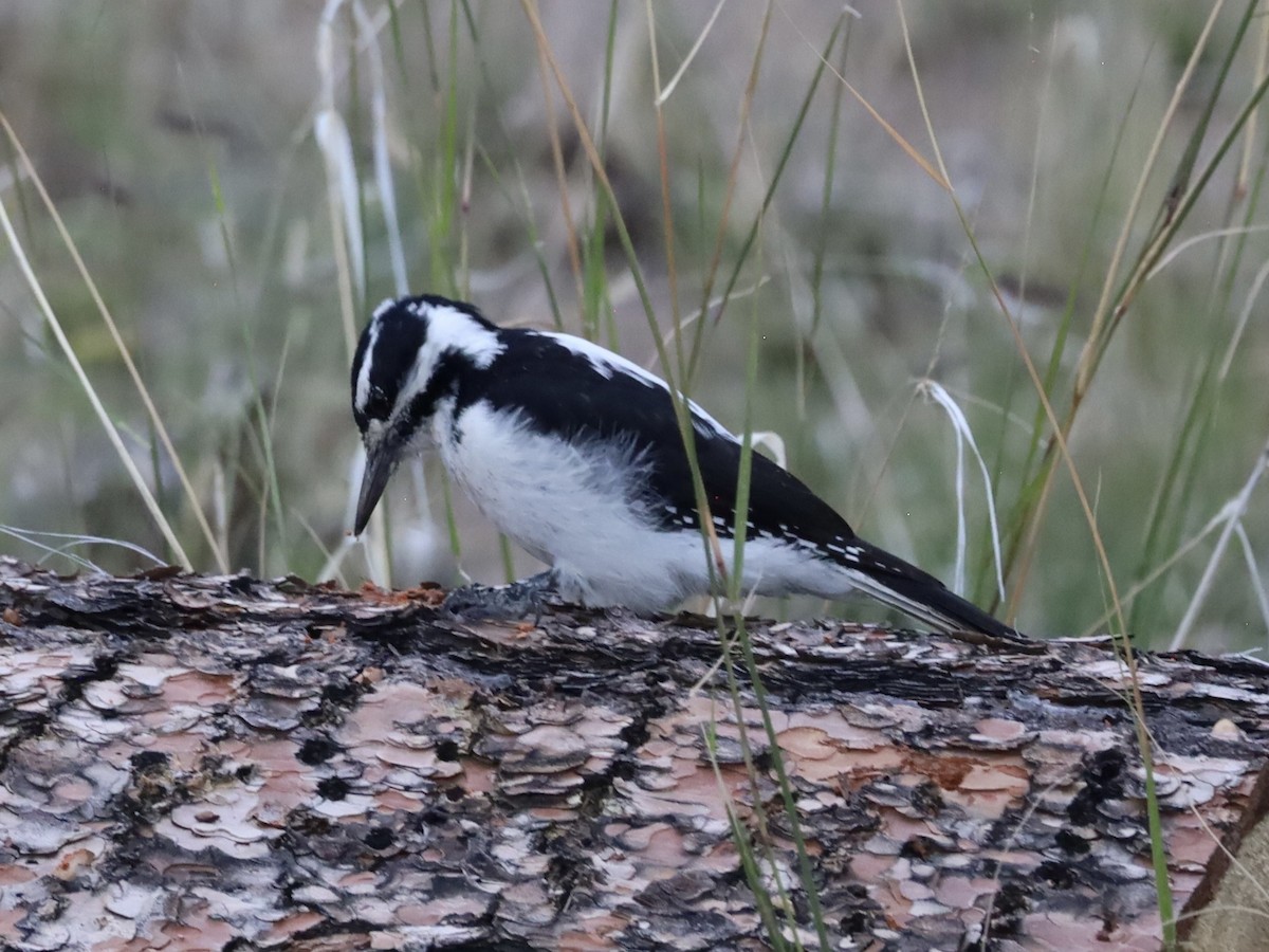 Hairy Woodpecker - ML642110053