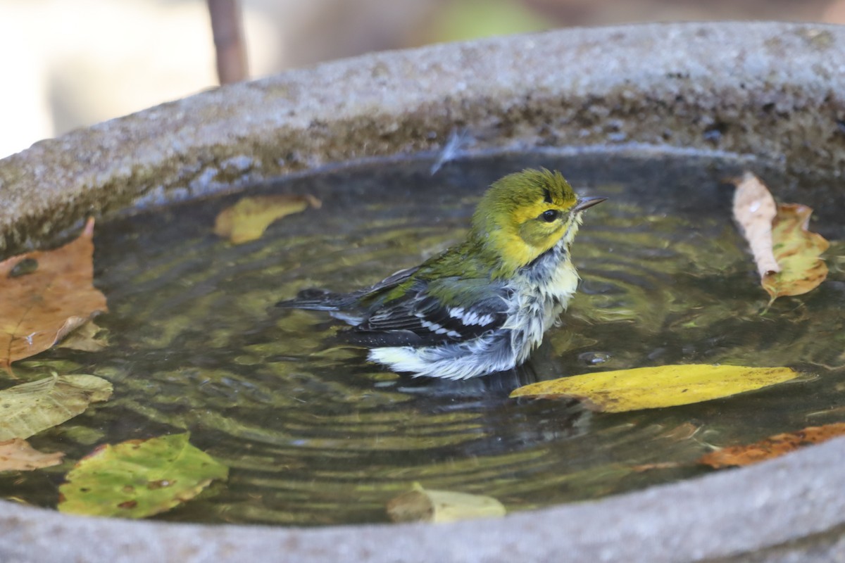 Black-throated Green Warbler - ML642110055