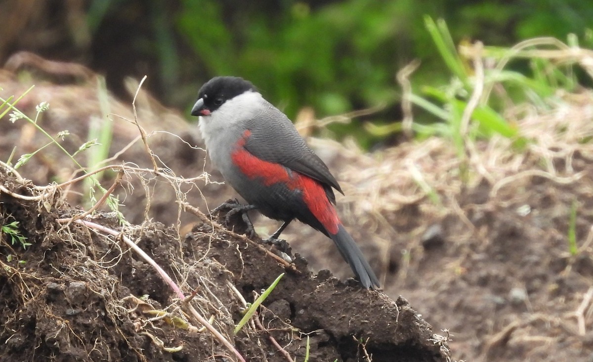 Kandt's Waxbill - ML642110056