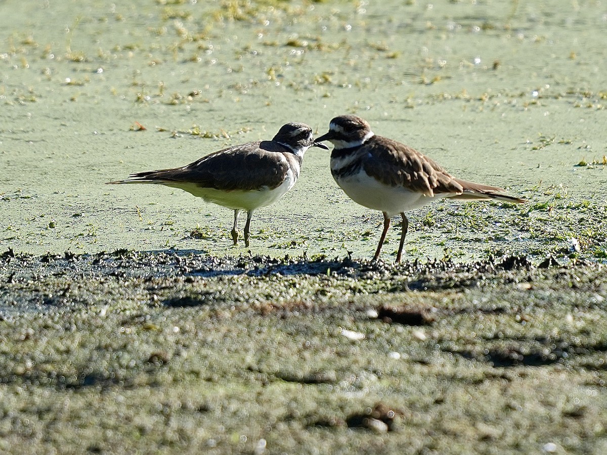 Killdeer - ML642110057
