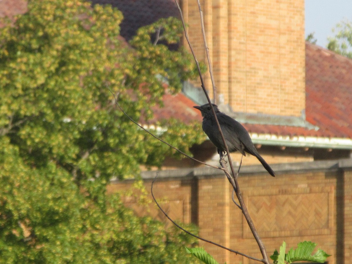 Gray Catbird - ML642110059
