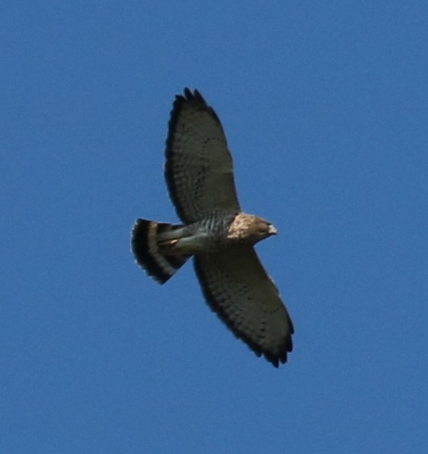 Broad-winged Hawk - ML642110060