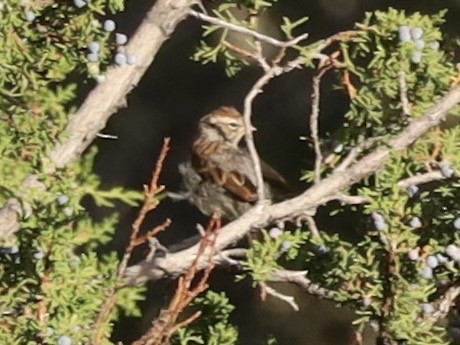 Chipping Sparrow - ML642110061