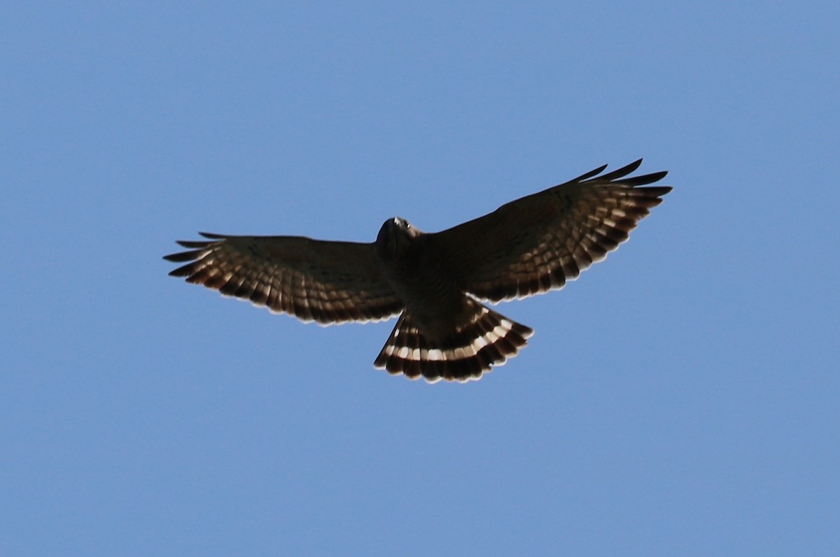 Broad-winged Hawk - ML642110070