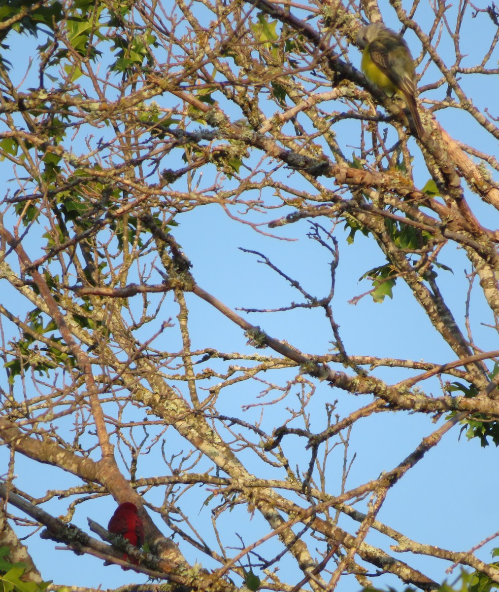 Summer Tanager - ML642110071