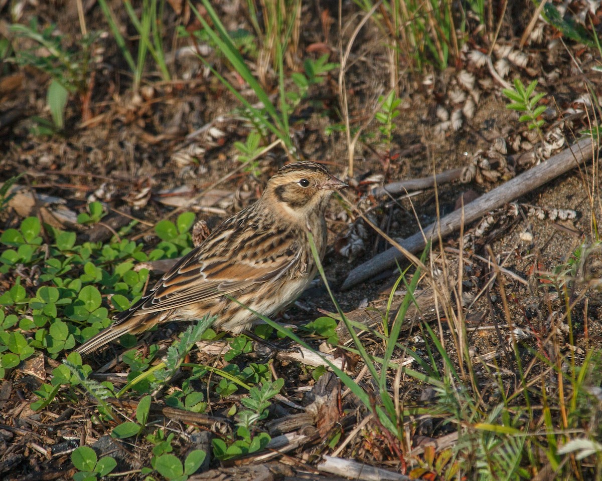 Zigolo della Lapponia - ML642110072