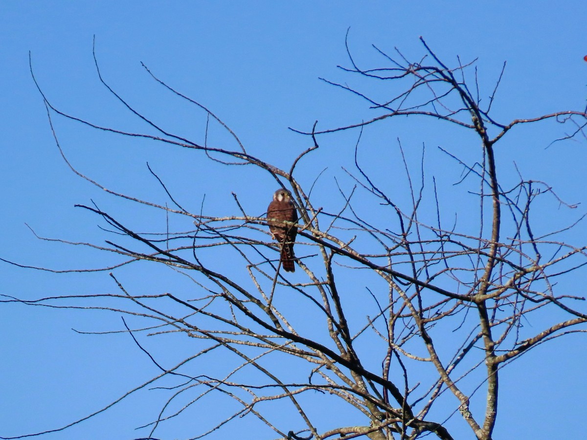 American Kestrel - ML642110082