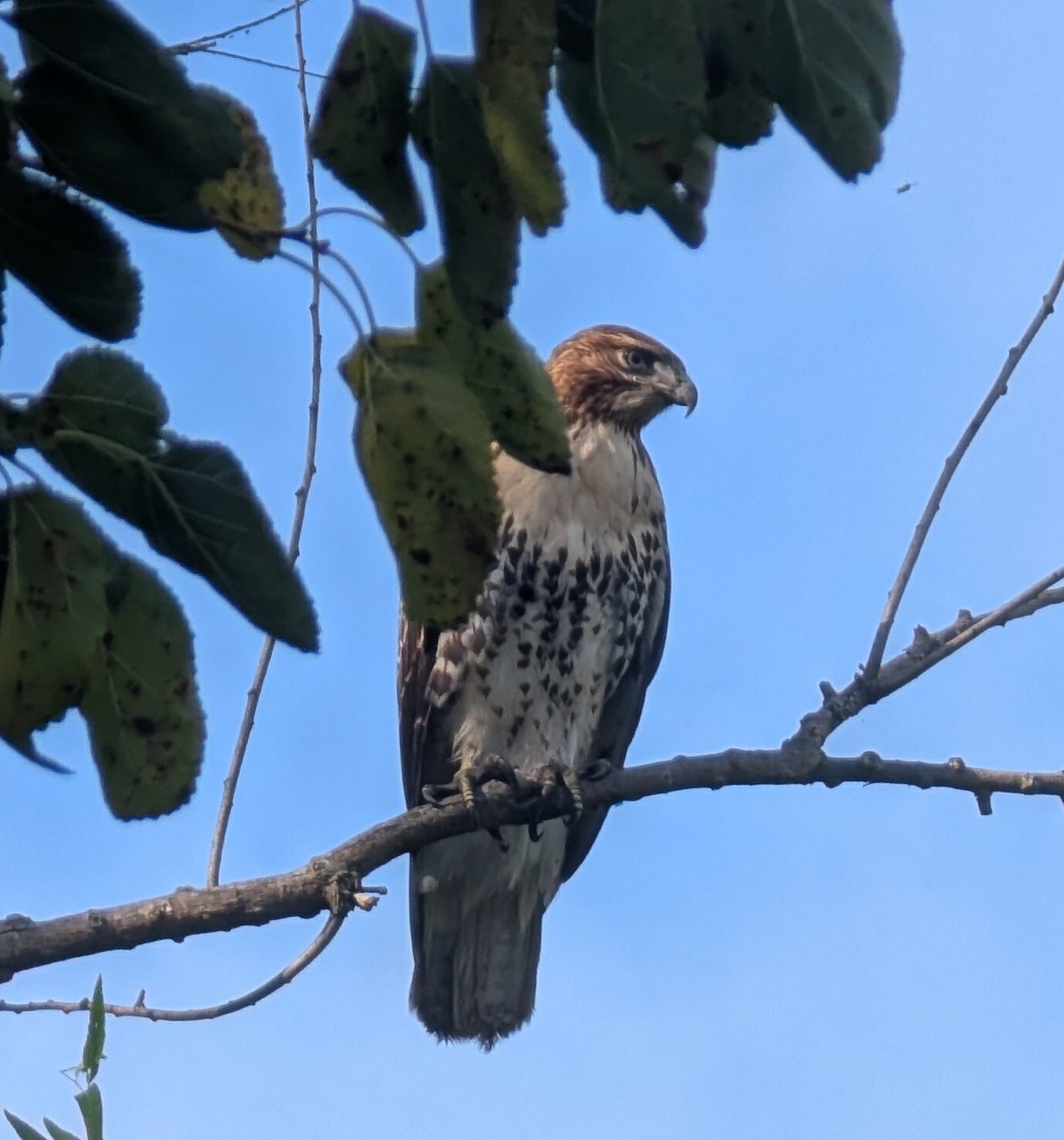 Red-tailed Hawk - ML642110083
