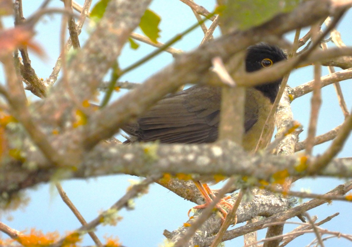 Black-hooded Thrush - ML642110086
