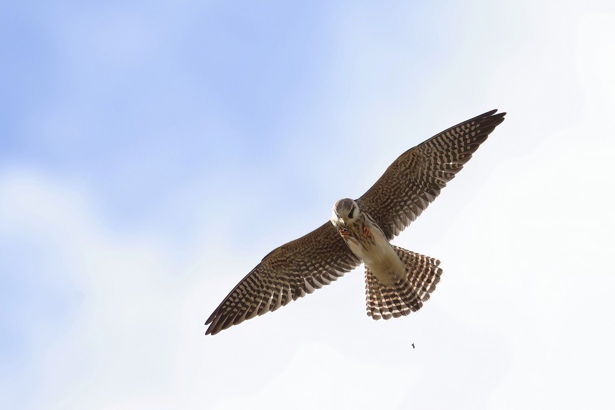 Red-footed Falcon - ML642110087