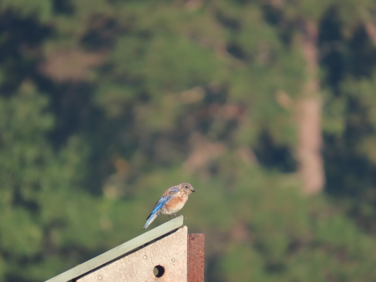 Eastern Bluebird - ML642110089