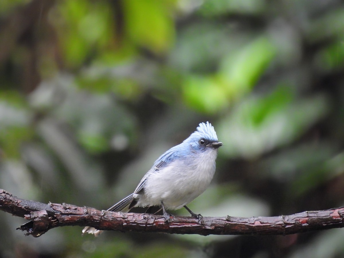 White-tailed Blue Flycatcher - ML642110097