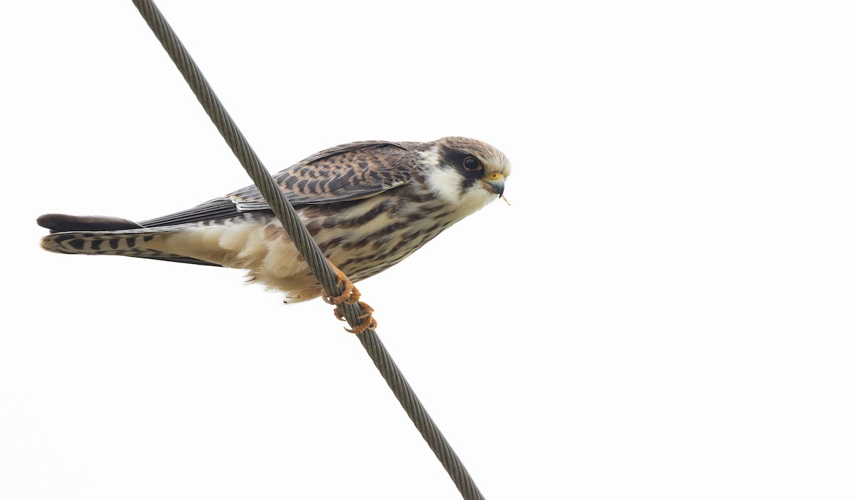 Red-footed Falcon - ML642110134